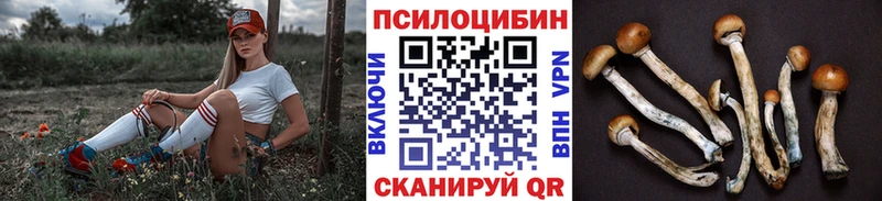 Купить где  Петухово  Псилоцибиновые грибы Psilocybine cubensis 